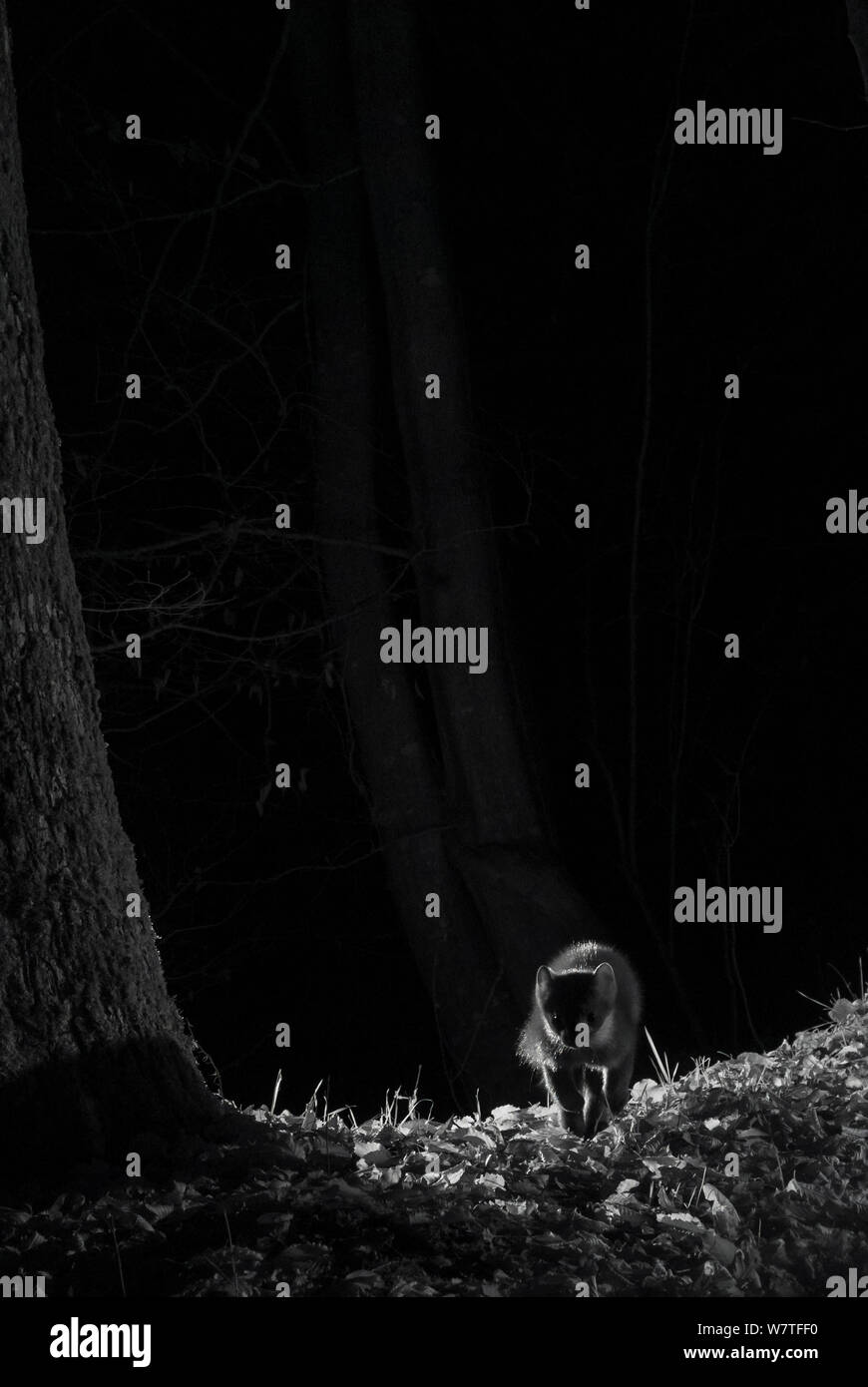 Steinmarder (Martes foina) bei Nacht mit Infrarot Fernbedienung Kamera trap, Frankreich. Dezember. Stockfoto