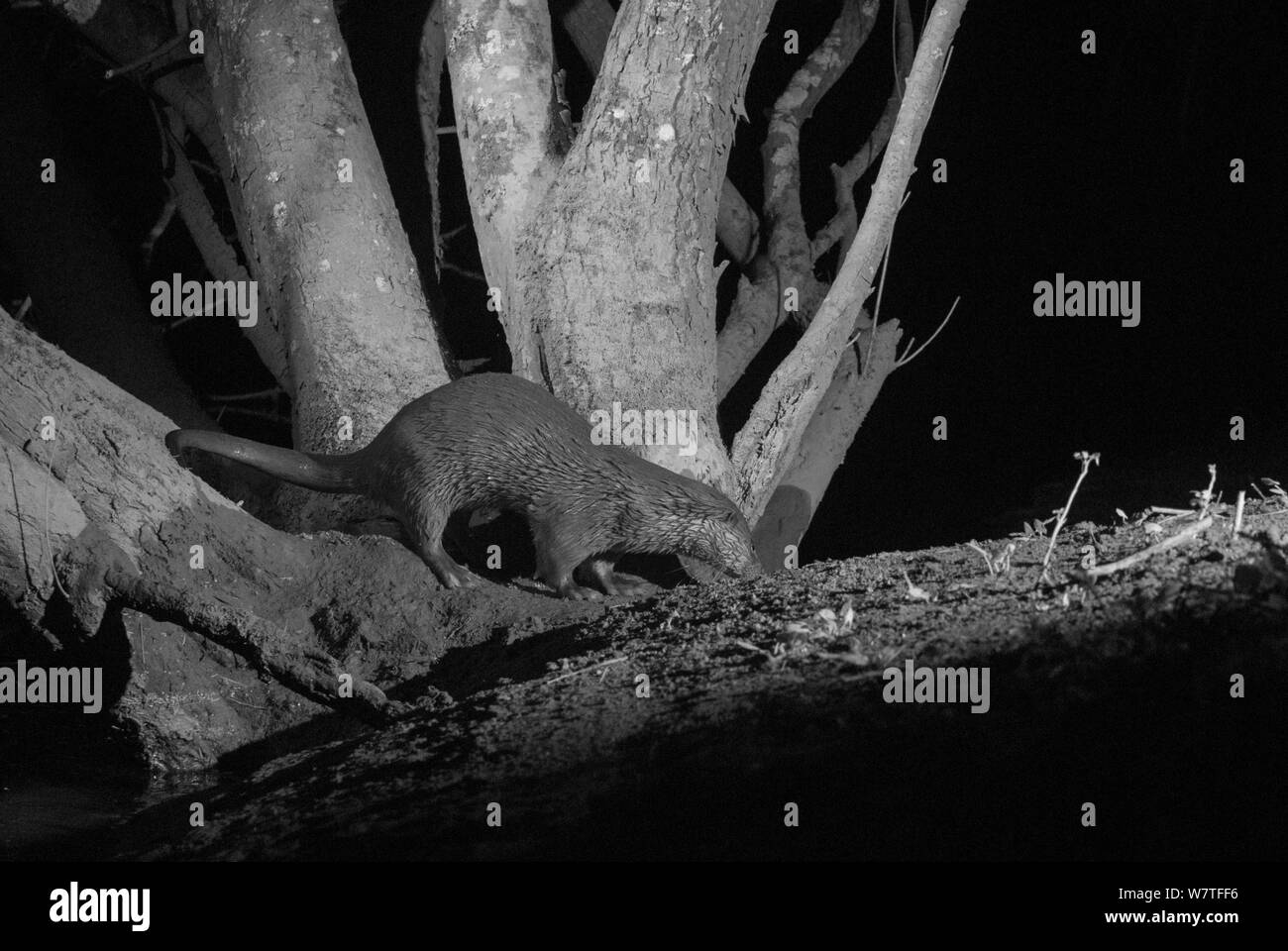 Fischotter (Lutra lutra) am Ufer des Flusses, in der Nacht mit Infrarot Fernbedienung Kamera trap, Mayenne, Pays de Loire, Frankreich, März berücksichtigt. Stockfoto