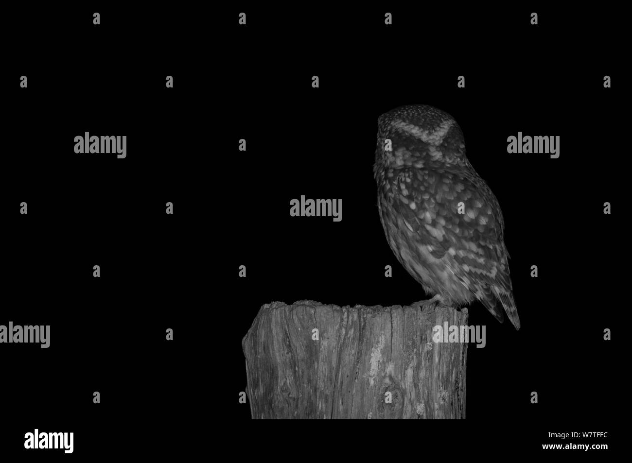 Steinkauz (Athene noctua) auf Post in Garten, nachts genommen mit Infrarot Fernbedienung Kamera trap, Mayenne, Pays de Loire, Frankreich. Stockfoto