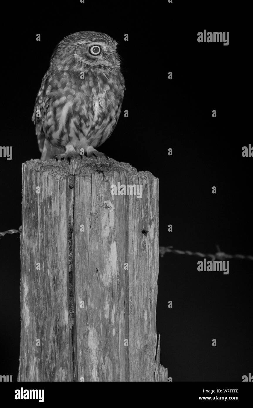 Steinkauz (Athene noctua) auf Post in Garten, nachts genommen mit Infrarot Fernbedienung Kamera trap, Mayenne, Pays de Loire, Frankreich. Stockfoto