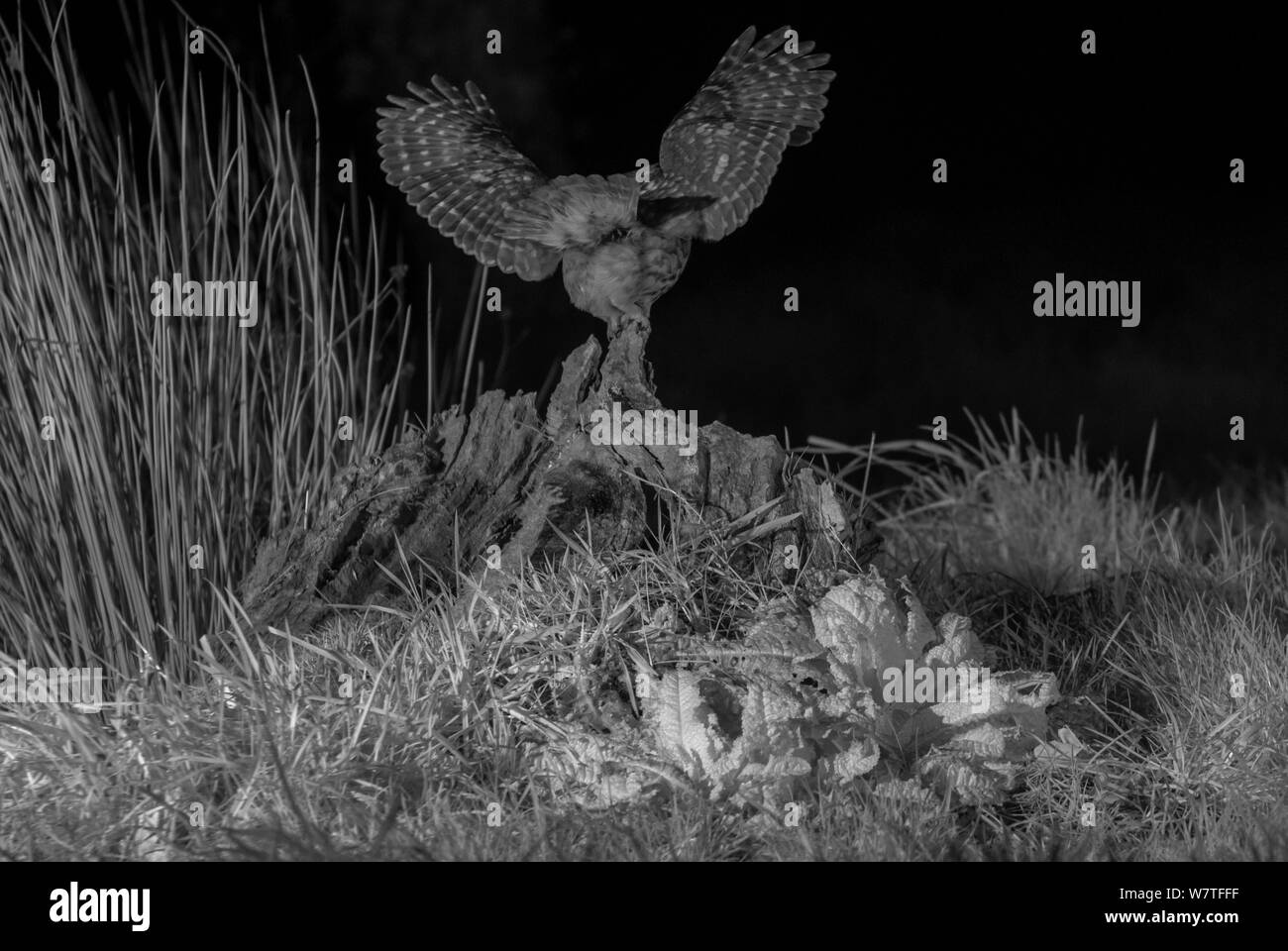 Steinkauz (Athene noctua) Landung auf dem Baumstumpf im Garten, in der Nacht mit Infrarot Fernbedienung Kamera trap, Mayenne, Pays de Loire, Frankreich. Stockfoto