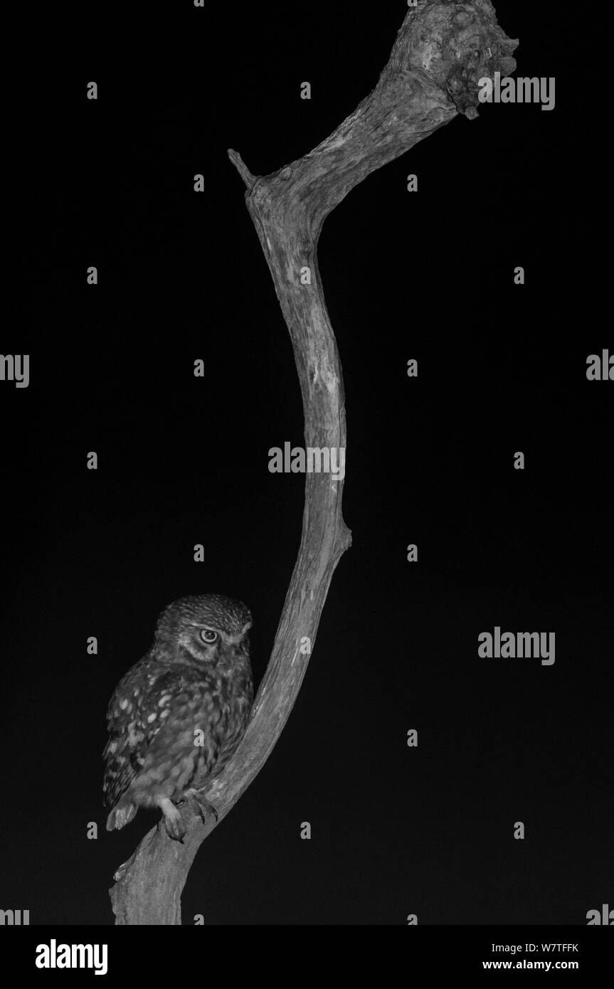 Steinkauz (Athene noctua) auf Niederlassung in Garten, nachts genommen mit Infrarot Fernbedienung Kamera trap, Mayenne, Pays de Loire, Frankreich. Stockfoto