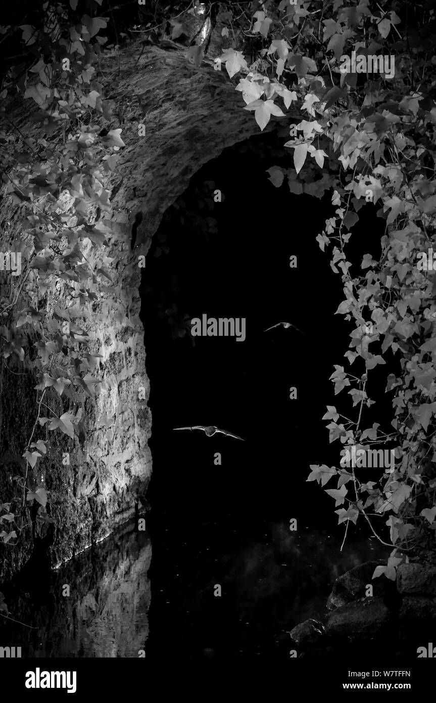 Fledermäuse (Microchiroptera) im Flug, jagen Insekten unter der Brücke, in der Nacht mit Infrarot Fernbedienung Kamera trap, Mayenne, Pays de Loire, Frankreich, August genommen. Stockfoto