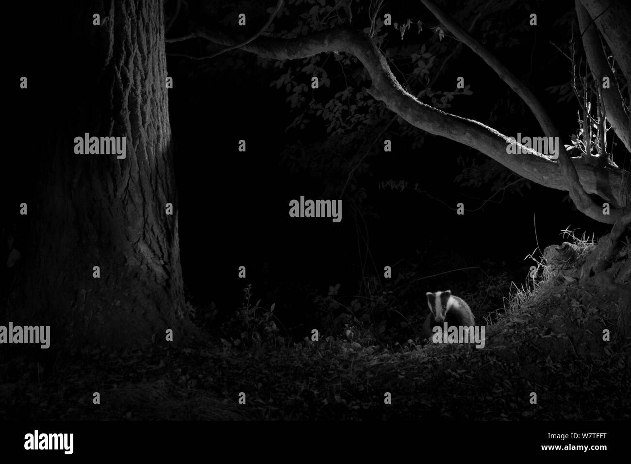 Dachs (Meles meles) im Garten, in der Nacht mit Infrarot Fernbedienung Kamera trap, Mayenne, Pays de Loire, Frankreich, August genommen. Stockfoto