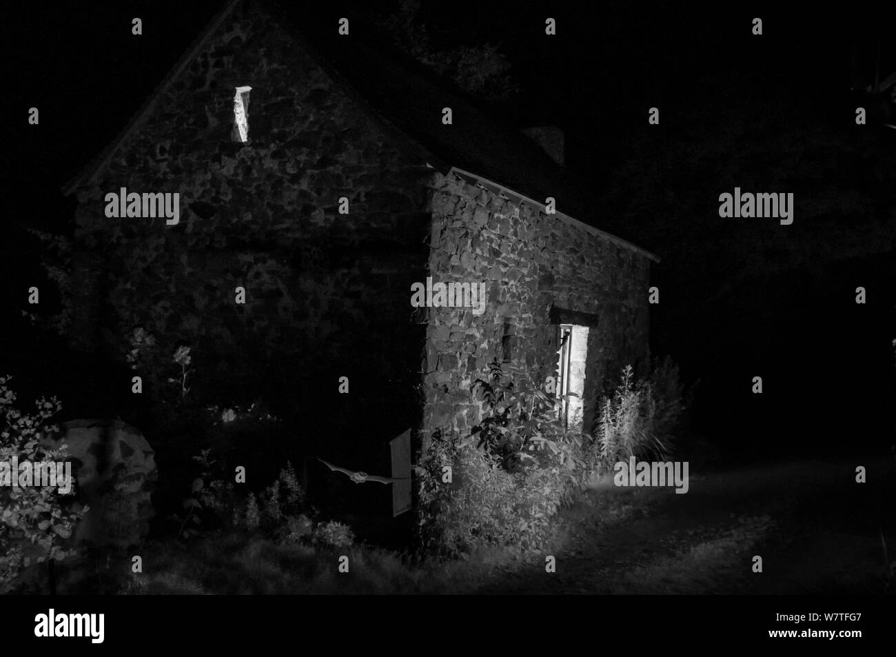 Fledermäuse (Microchiroptera) im Flug in Garten, nachts genommen mit Infrarot Fernbedienung Kamera trap, Mayenne, Pays de Loire, Frankreich. Stockfoto