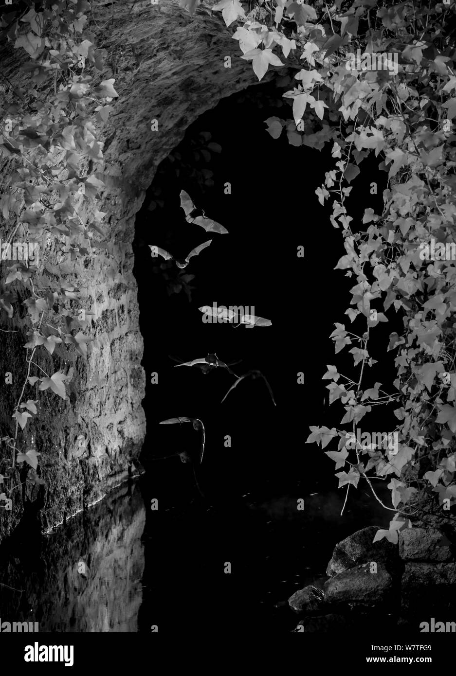 Fledermäuse (Microchiroptera) im Flug, jagen Insekten unter der Brücke, in der Nacht mit Infrarot Fernbedienung Kamera trap, Mayenne, Pays de Loire, Frankreich, August genommen. Stockfoto