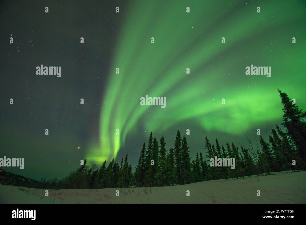 Nordlichter (Aurora Borealis) hell leuchtenden über Bäumen entlang der Steese Highway, Cleary, außerhalb von Fairbanks, Alaska Stockfoto