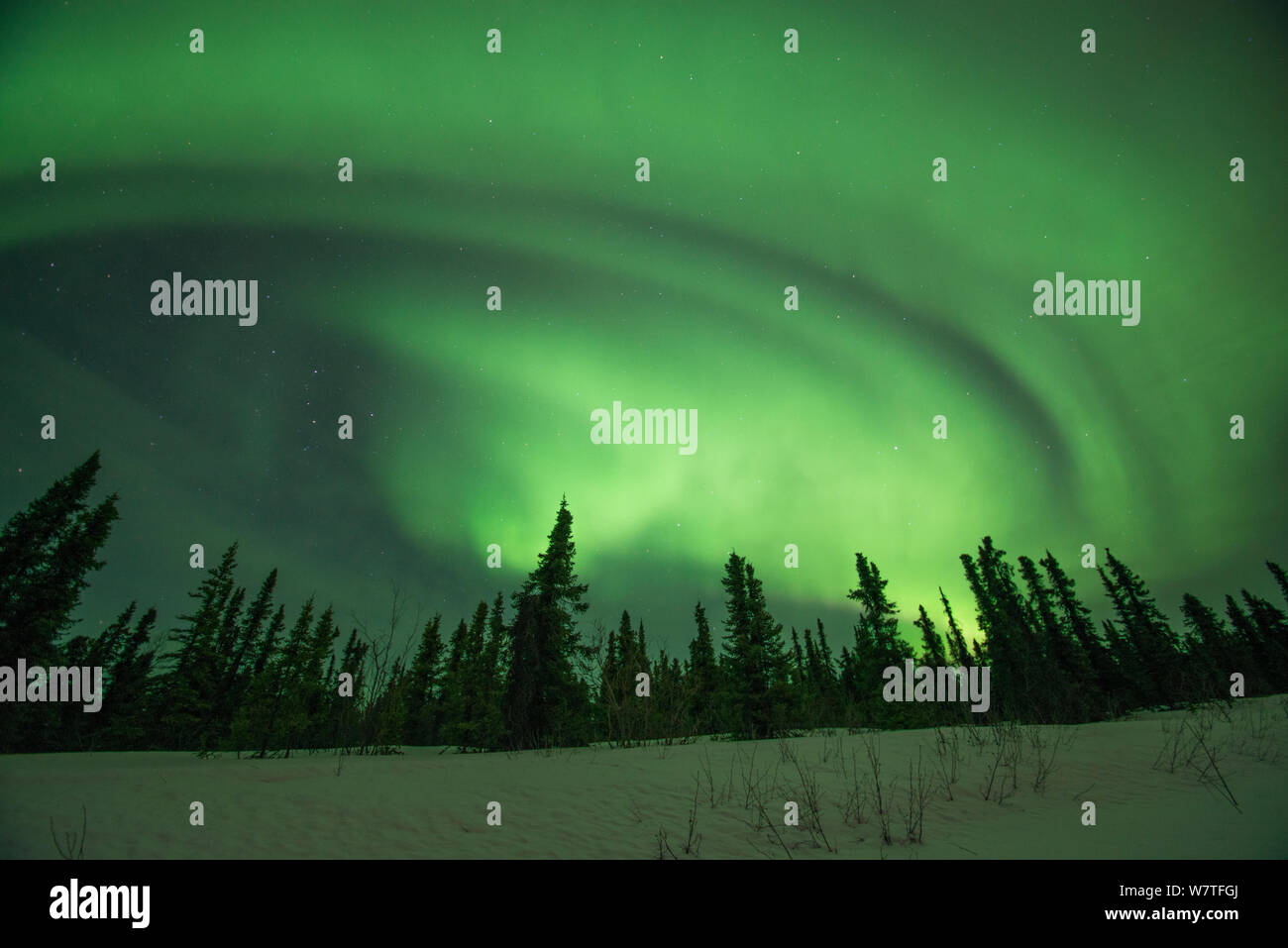 Nordlichter (Aurora Borealis) hell leuchtenden über Bäumen entlang der Steese Highway, Cleary, außerhalb von Fairbanks, Alaska, Juli 2012. Stockfoto