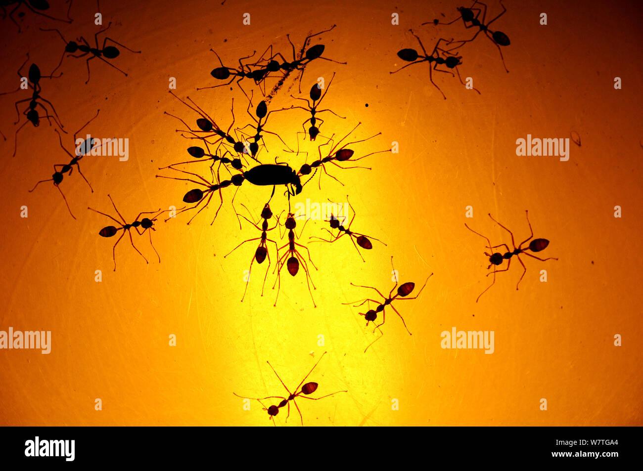 Ameisen preying auf Käfer; diese Ameisen warten auf Glühlampe Insekten zum Licht angezogen zu fangen, Royal Chitwan Nationalpark, Nepal. Stockfoto