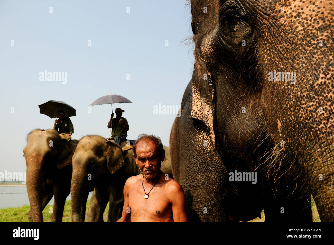 Die asiatischen Elefanten (Elephas maximas) für das Reiten Safaris mit ihren Pflegern verwendet, Royal Chitwan Nationalpark, Nepal. Stockfoto