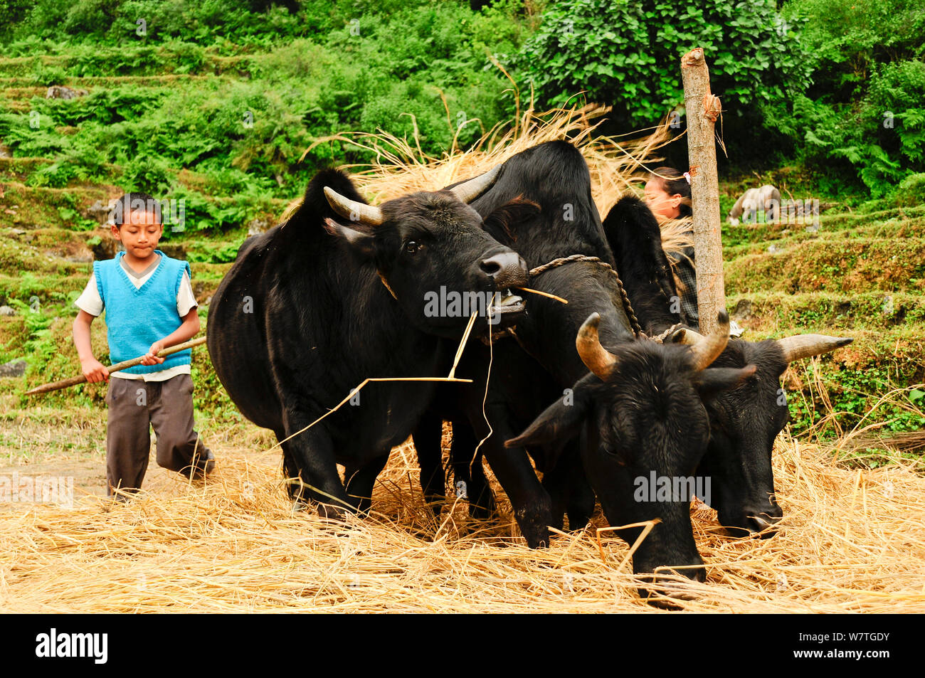 Kind Umgang mit Ochsen beim Dreschen von Getreide. Annapurna Sanctuary, zentralen Nepal, November 2011. Stockfoto