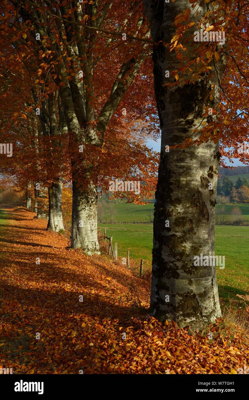Herbstliche Buche (Fagus sylvatica) Bäumen, Frankreich, November. Stockfoto