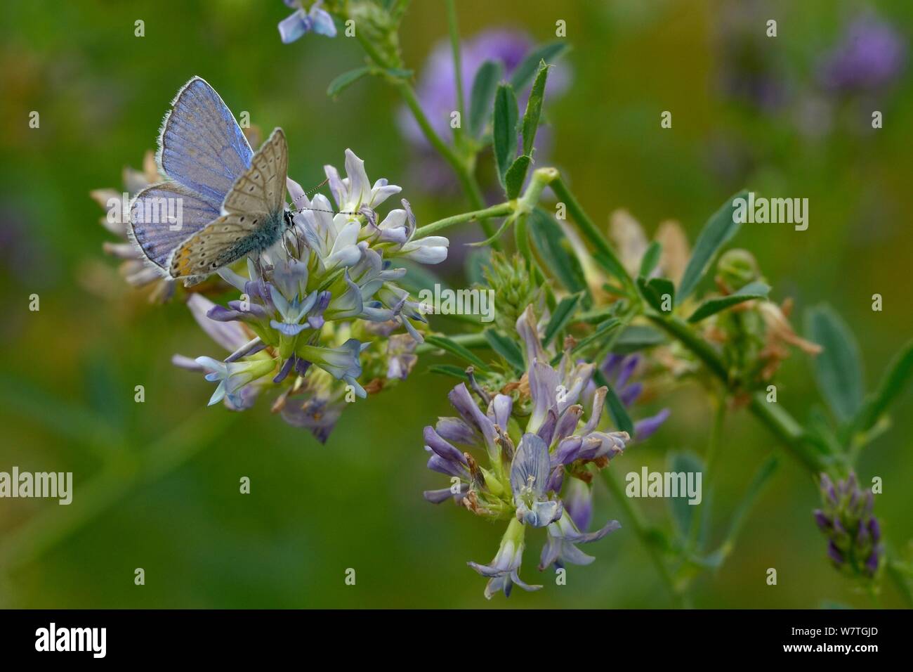 Gemeinsame Blauer Schmetterling (Polyommatus icarus) auf Alfalfa (Medicago sativa) Blüte, Vendée, Frankreich, Juli. Stockfoto