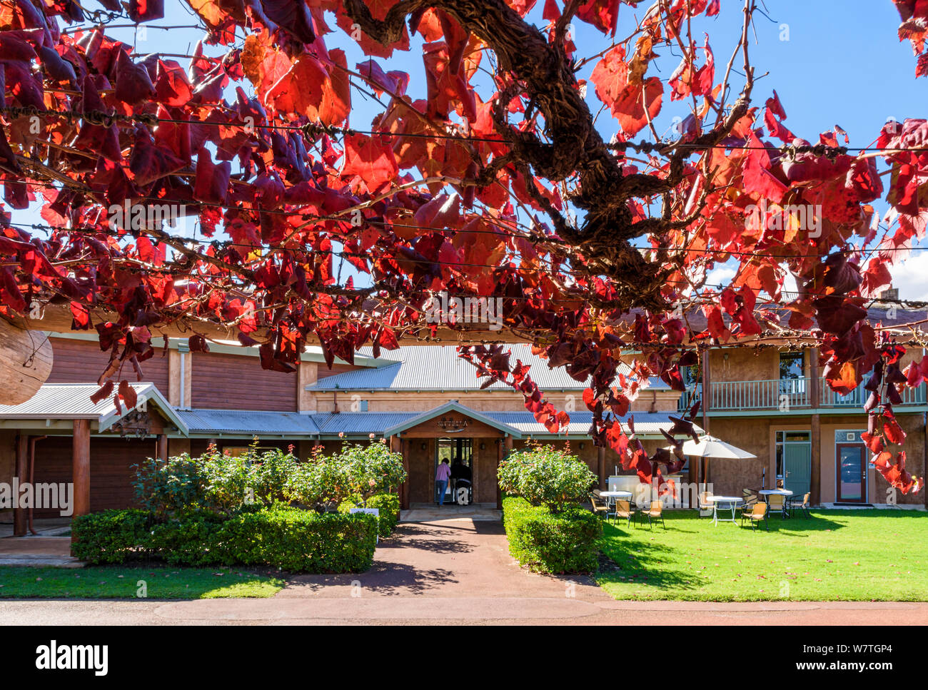 Herbst vine gerahmte Blick auf den Eingang zum Sittella Weingut Restaurant im Swan Valley Wine Region, Western Australia Stockfoto