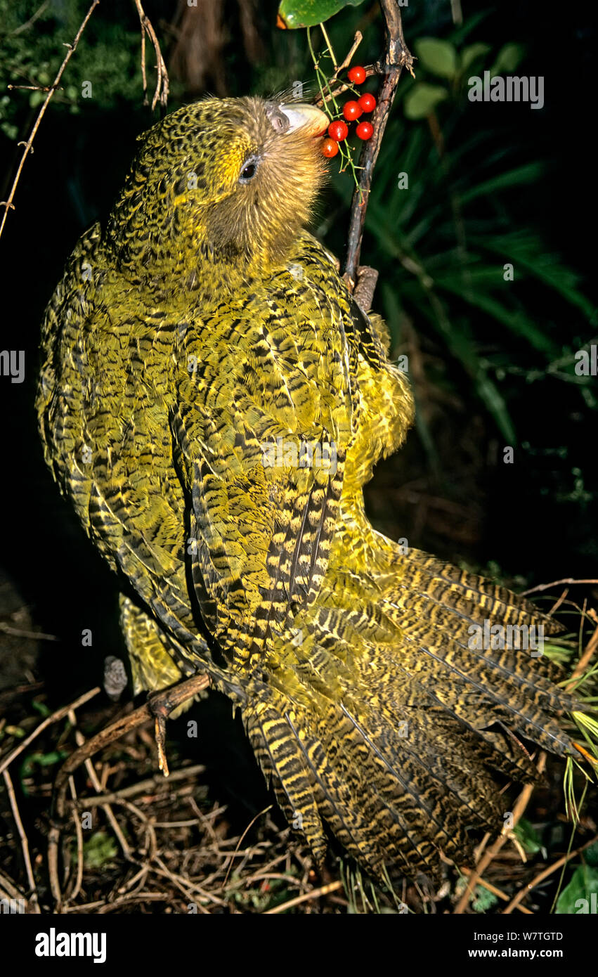 Kakapo (Strigops habroptilus) Fütterung auf supplejack Beeren (Ripogonum scandens) Dorsch/Whenua Hou Island, Neuseeland. Stockfoto