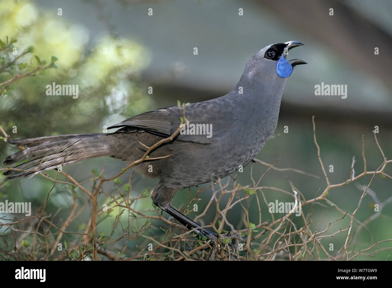 North Island Kokako (Callaeas cinerea wilsoni) singen. Otorohanga Aufzuchtzentrum, Neuseeland. Stockfoto