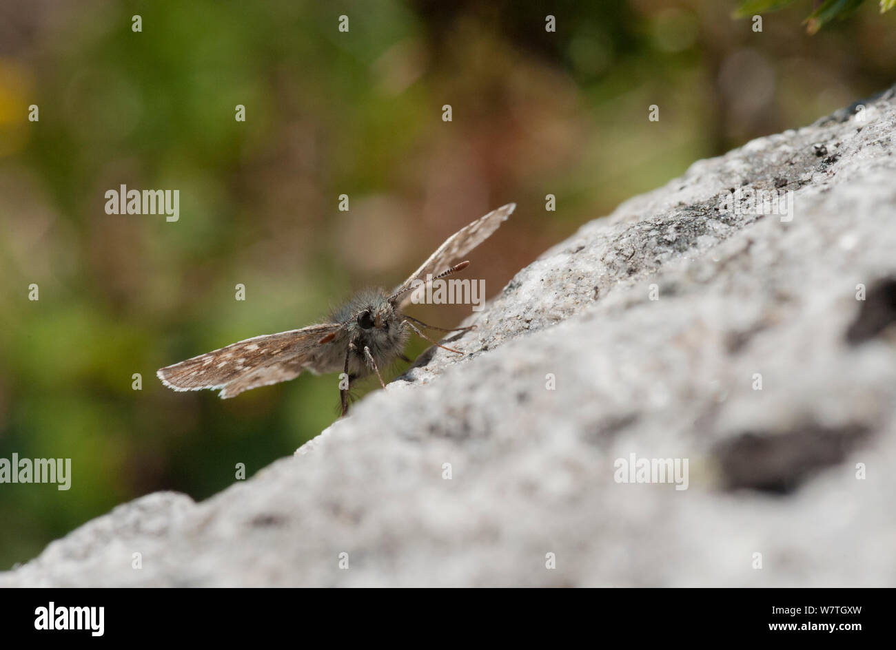 Alpine grizzled Skipper (Schmetterling andromedae) auf einem Felsen, Kilpisjärvi, Batchelor, Lappland, Finnland, Juli. Stockfoto