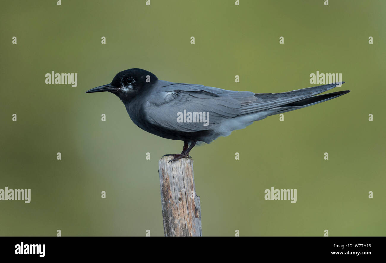 Schwarz Tern (Chlidonias niger) Erwachsenen, Profil, südlichen Österbotten, Finnland, Juli. Stockfoto