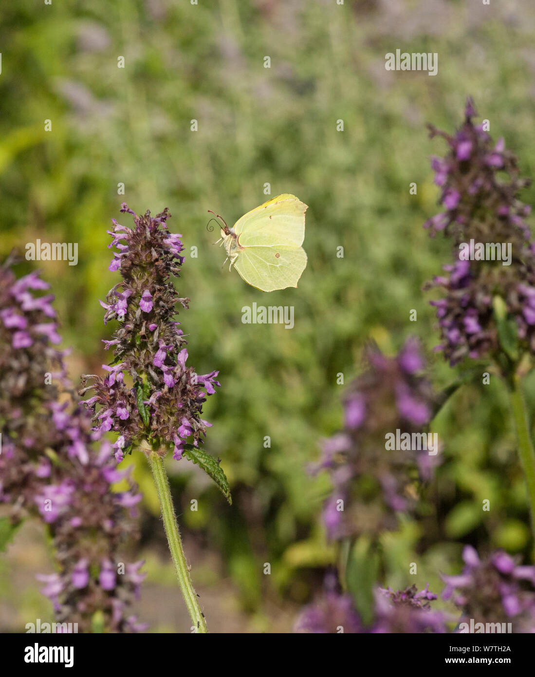Brimstone Gonepteryx rhamni (Motte) männlich im Flug, im Südwesten von Finnland, Juli. Stockfoto