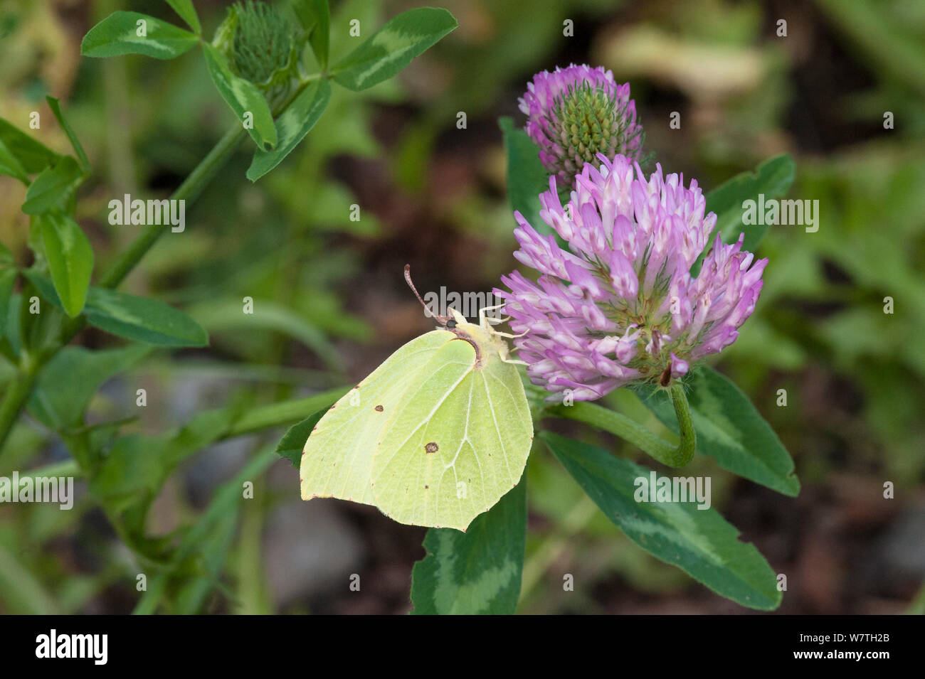 Brimstone Gonepteryx rhamni (Motte) männliche Fütterung auf Klee Nektar, Südkarelien, Südfinnland, September. Stockfoto