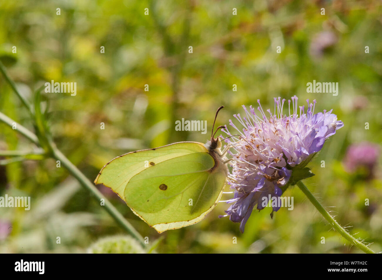 Brimstone Gonepteryx rhamni (Motte) männliche Fütterung auf Scabious Blume Nektar, Südkarelien, Südfinnland, Juli. Stockfoto