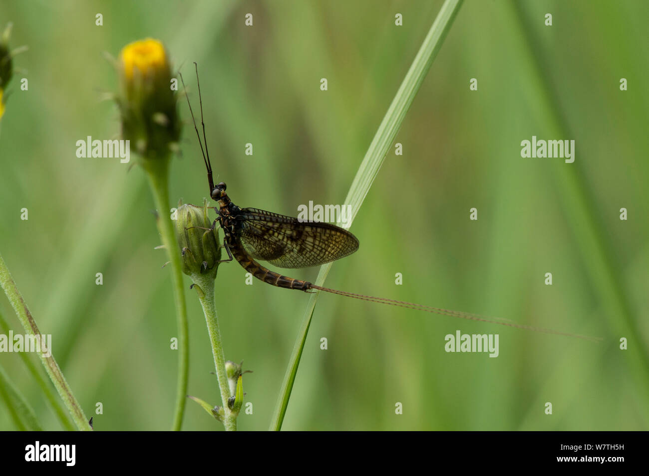 Brown Mayfly Ephemera (Vulgata) erwachsenen männlichen, Kittilä (ehemals Leivonmaki), Finnland, Juli. Stockfoto