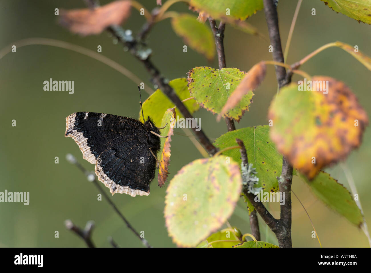 Camberwell beauty Schmetterling (Nymphalis antiopa) Rautalampi (ehemals Leivonmaki), Finnland, August. Stockfoto