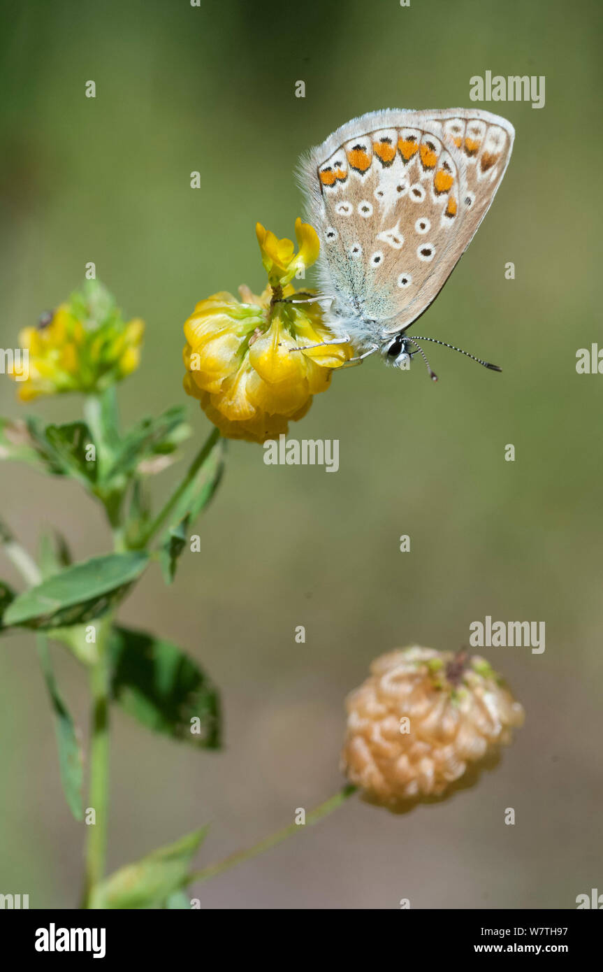 Gemeinsame Blauer Schmetterling (Polyommatus icarus) Südfinnland, Juli. Stockfoto