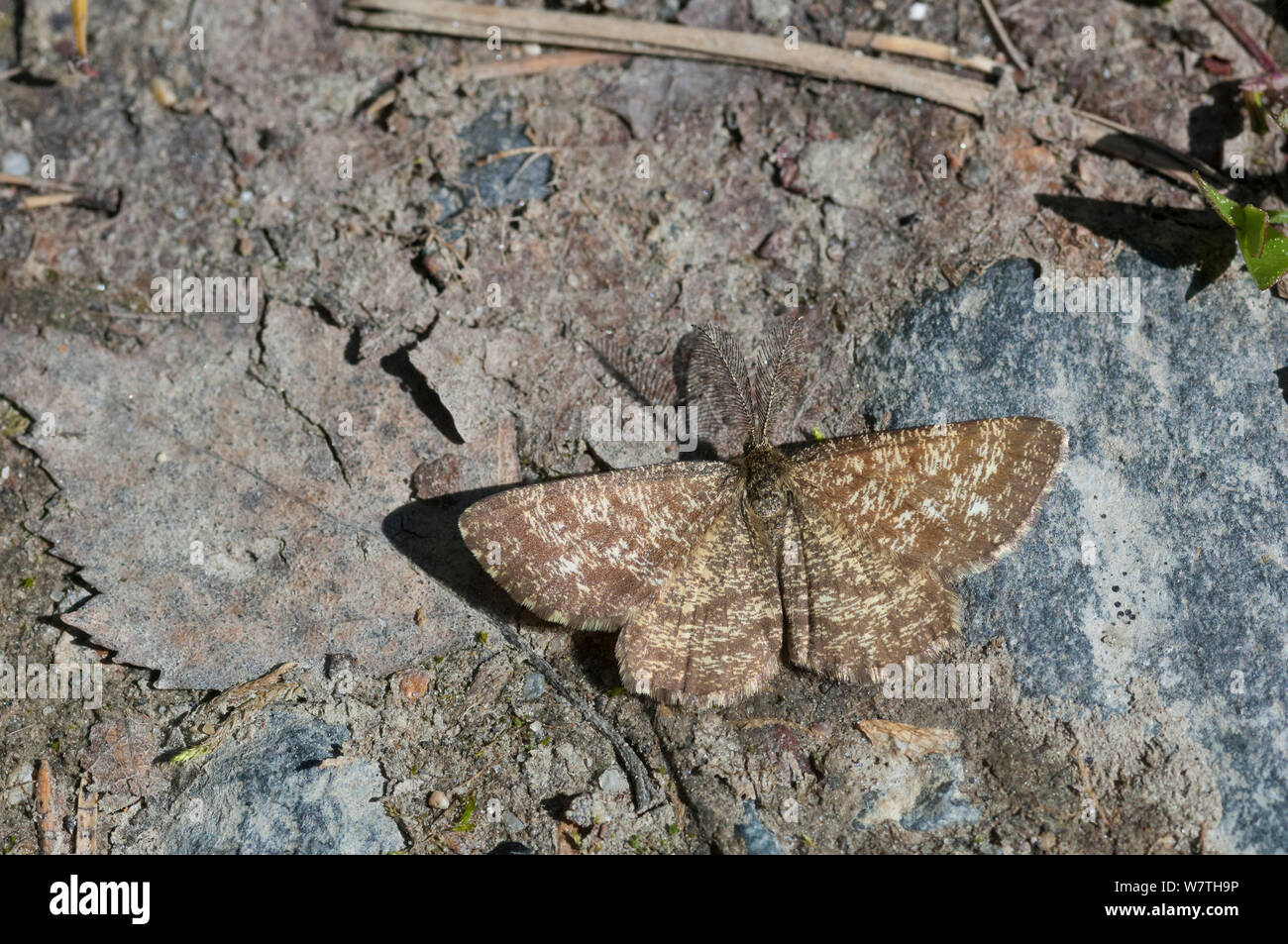 Gemeinsame Heide Schmetterling (Ematurga atomaria) männliche Sonnen am Boden, Mittelfinnland, Juni. Stockfoto