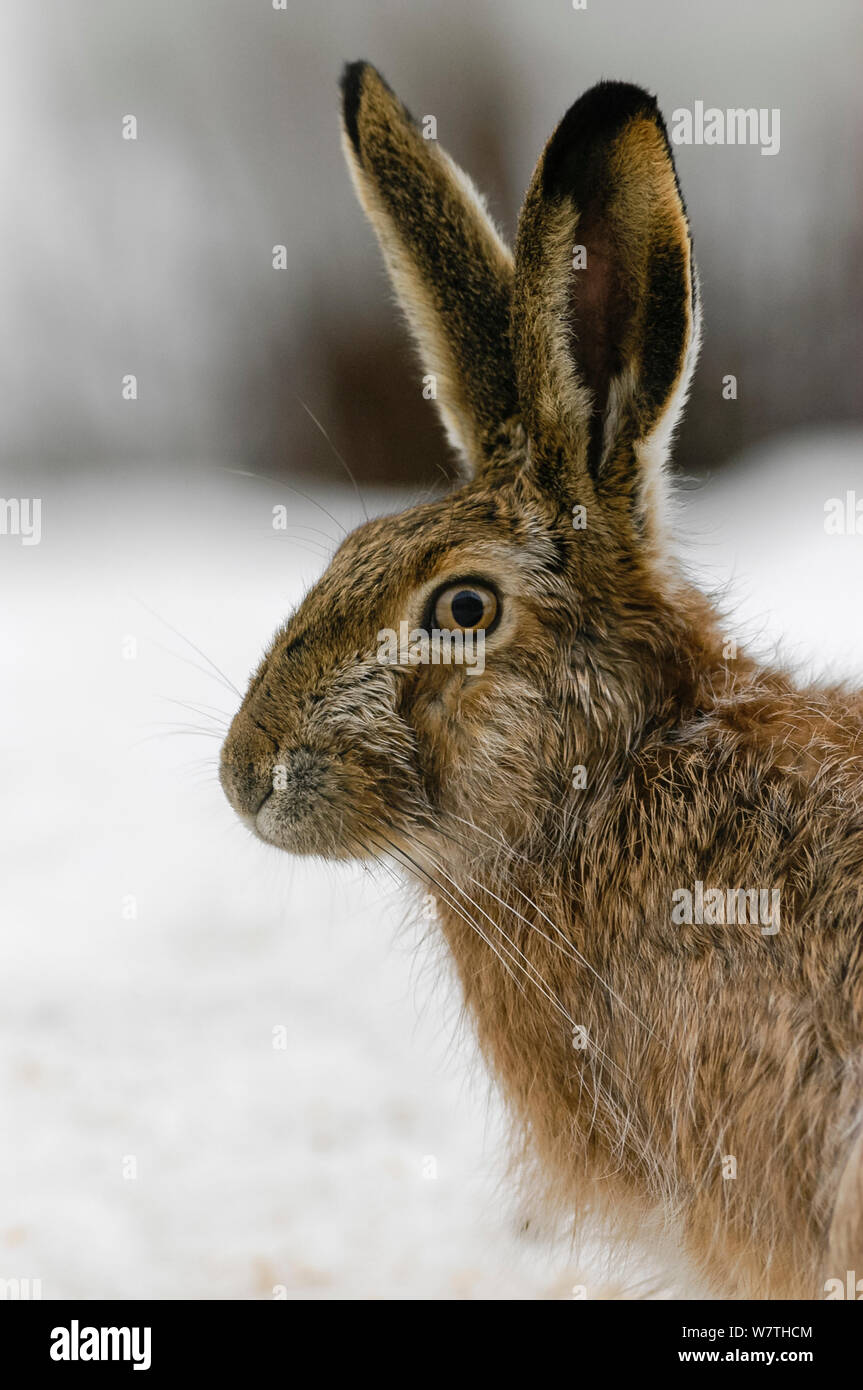 Europäische hare (Lepus europaeus) Porträt, Mittelfinnland, April. Stockfoto