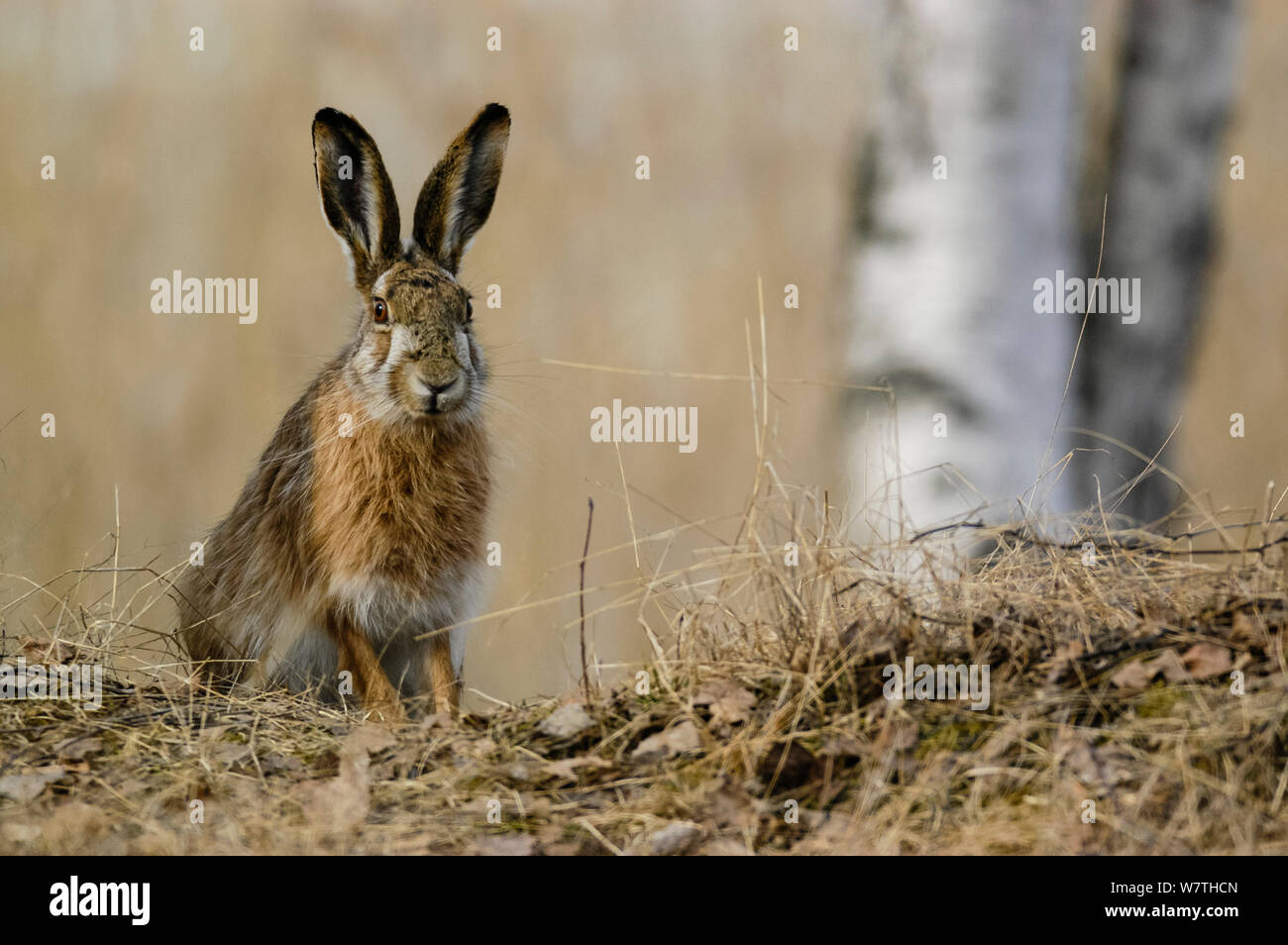Europäische hare (Lepus europaeus) Porträt, Mittelfinnland, April. Stockfoto