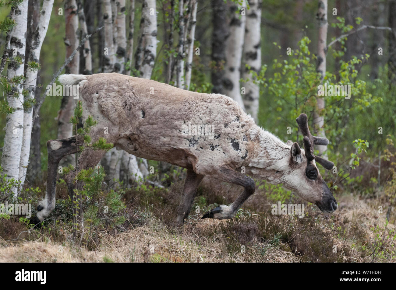 Finnische Wald Rentier (Rangifer tarandus fennicus) männliche Mauser im Sommer, Nordfinnland, Februar. Stockfoto