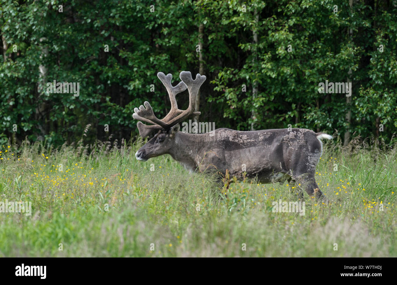 Finnische Wald Rentier (Rangifer tarandus fennicus) männlich in Samt, Nordfinnland, Juni. Stockfoto