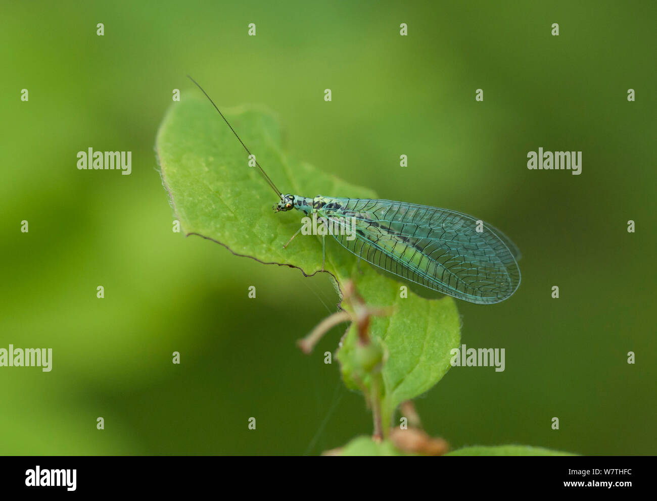 Grüne acewing (Chrysopidae) eine neuropteran Insekt, Südkarelien, Südfinnland, Juni. Stockfoto