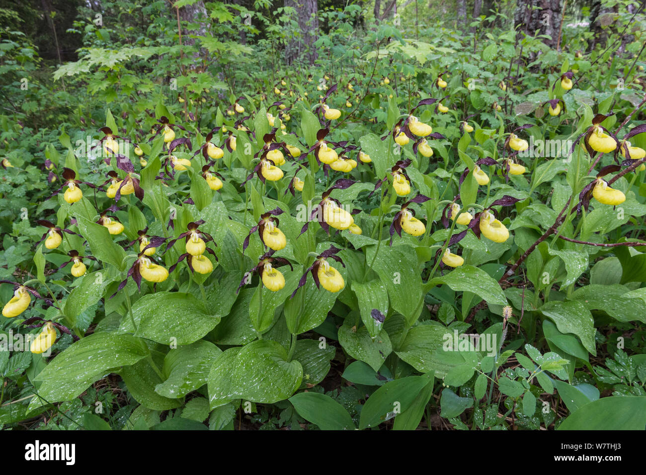 Lady's - Orchidee Frauenschuh (Cypripedium calceolus) Blumen in Habitat, Aland Inseln, Finnland, Juni. Stockfoto