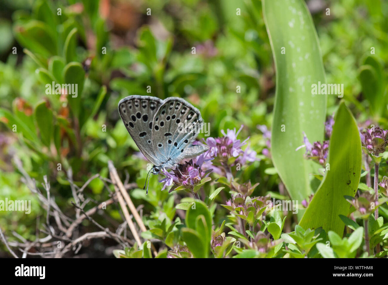Die großen blauen Schmetterling (Phengaris arion) Fütterung, Ostfinnland, Juni. Stockfoto