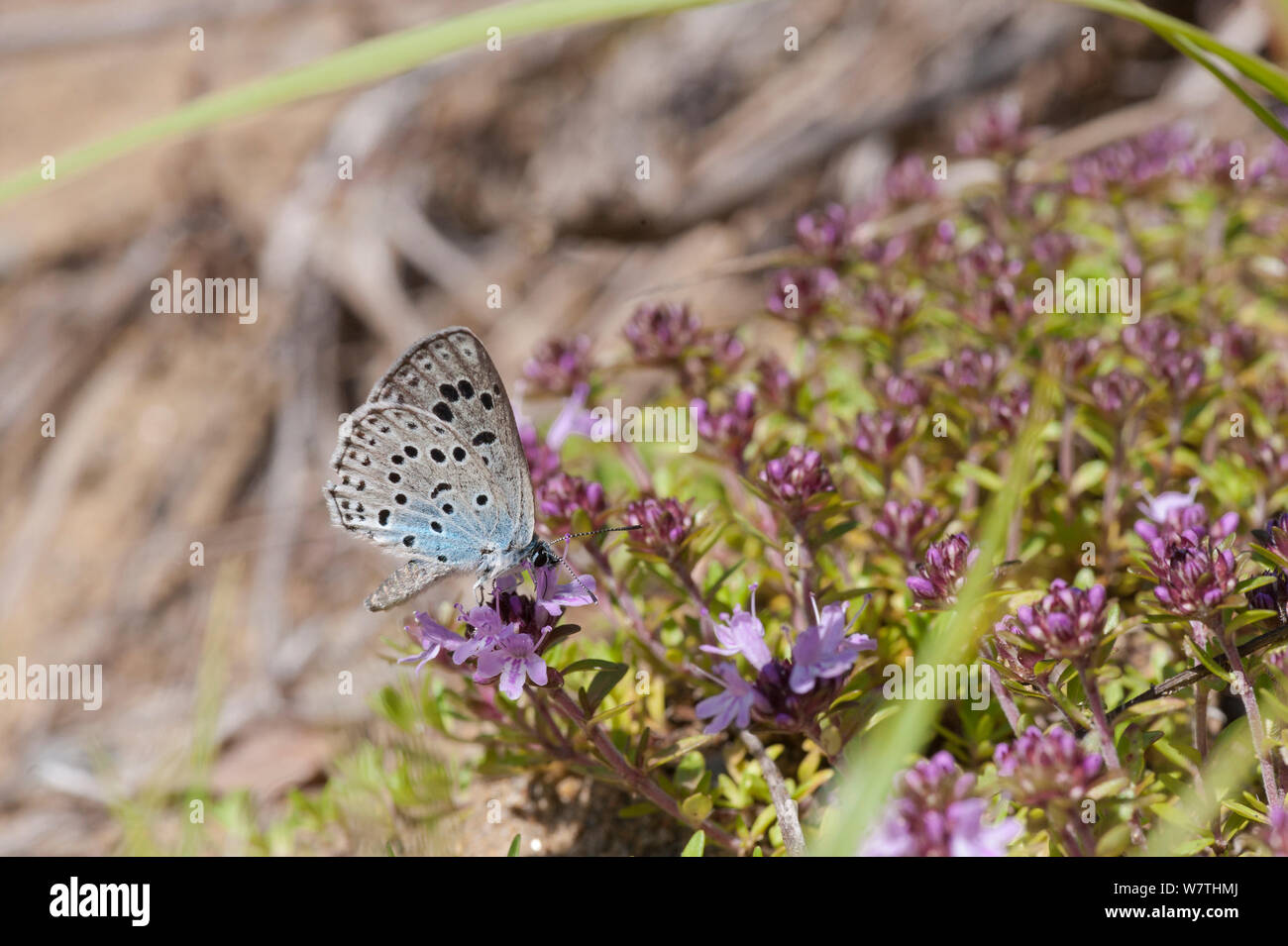 Die großen blauen Schmetterling (Phengaris arion) männlichen Fütterung auf Nektar, Ostfinnland, Juni. Stockfoto