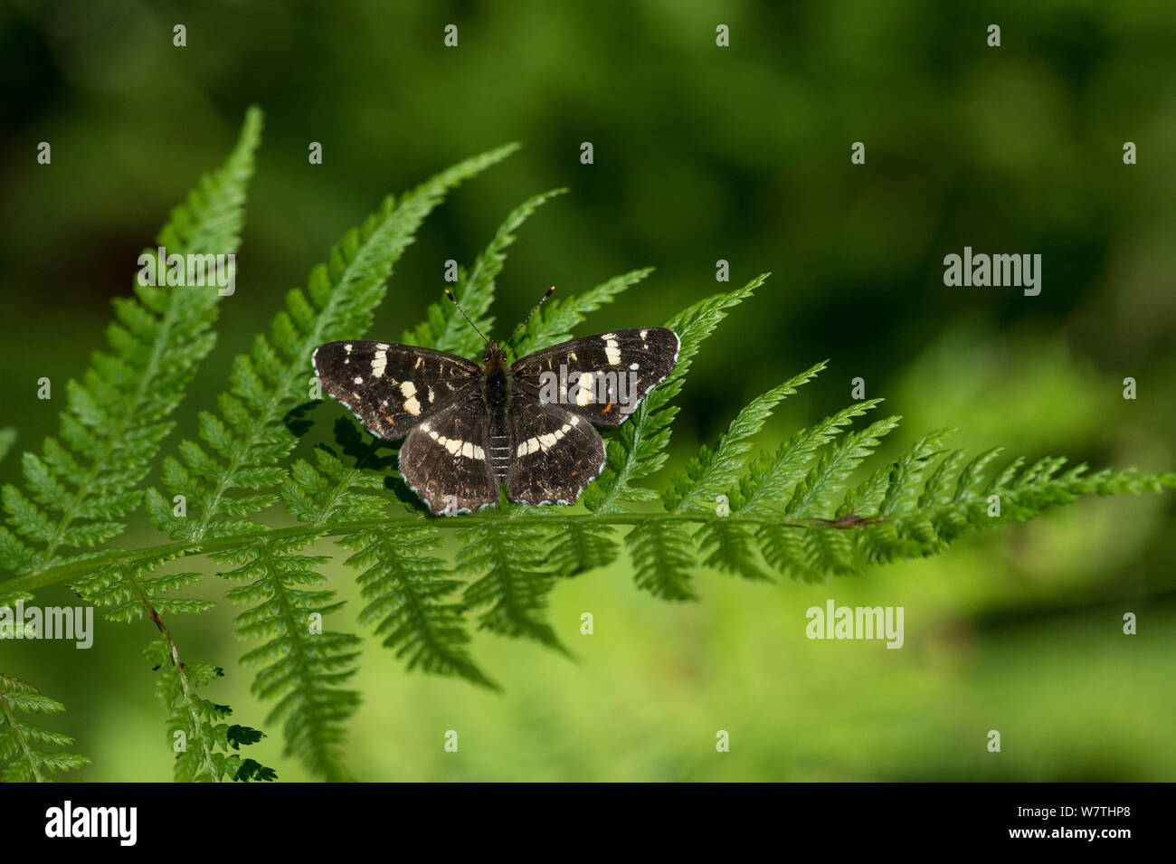 Karte Schmetterling (Araschnia levana) die zweite Generation Männchen auf Farn, Südfinnland, August. Stockfoto