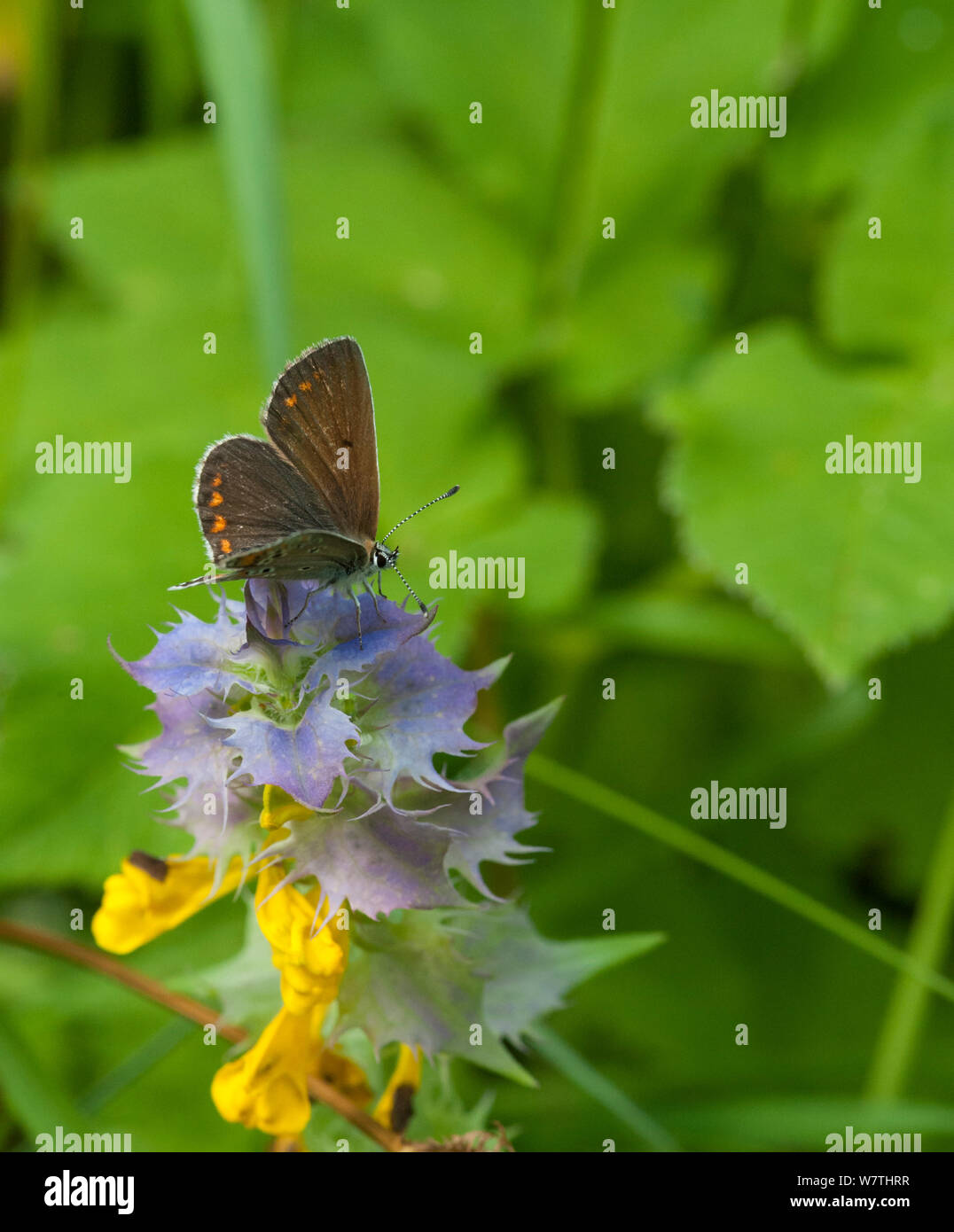 Northern Brown Argus Schmetterling (Aricia arthahsastha) Ostfinnland, Juli. Stockfoto