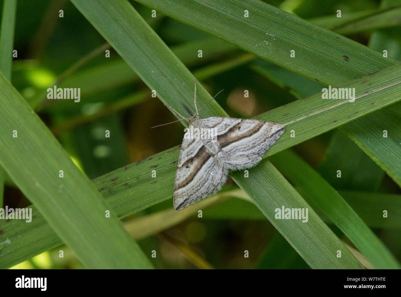 Schräg gestreiften Motte (Phibalapteryx virgata) auf Gras, Südfinnland, Juni. Stockfoto