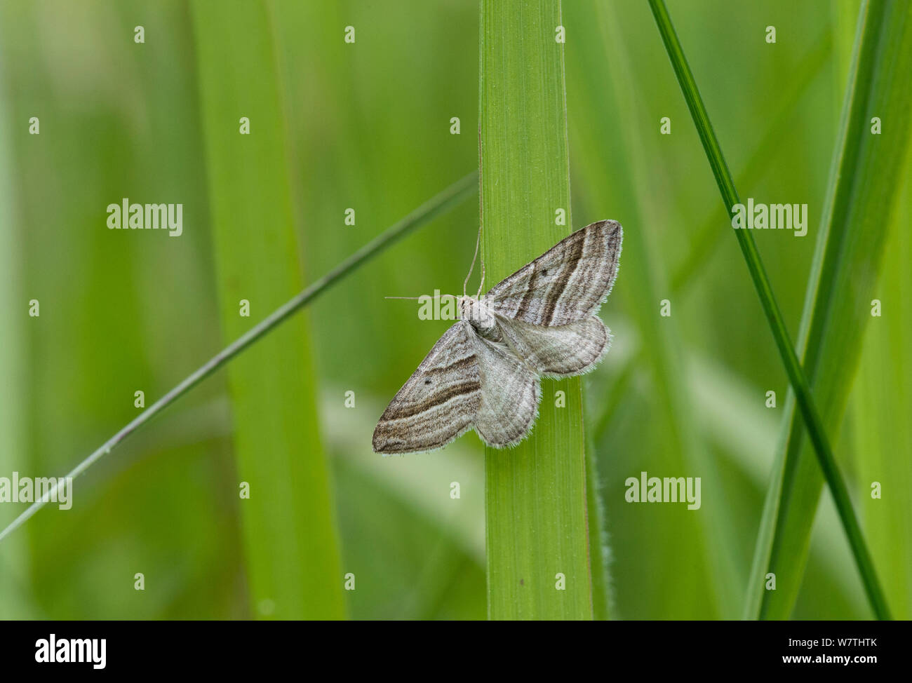 Schräg gestreiften Motte (Phibalapteryx virgata) männlich, auf Gras, Südfinnland, Juni. Stockfoto