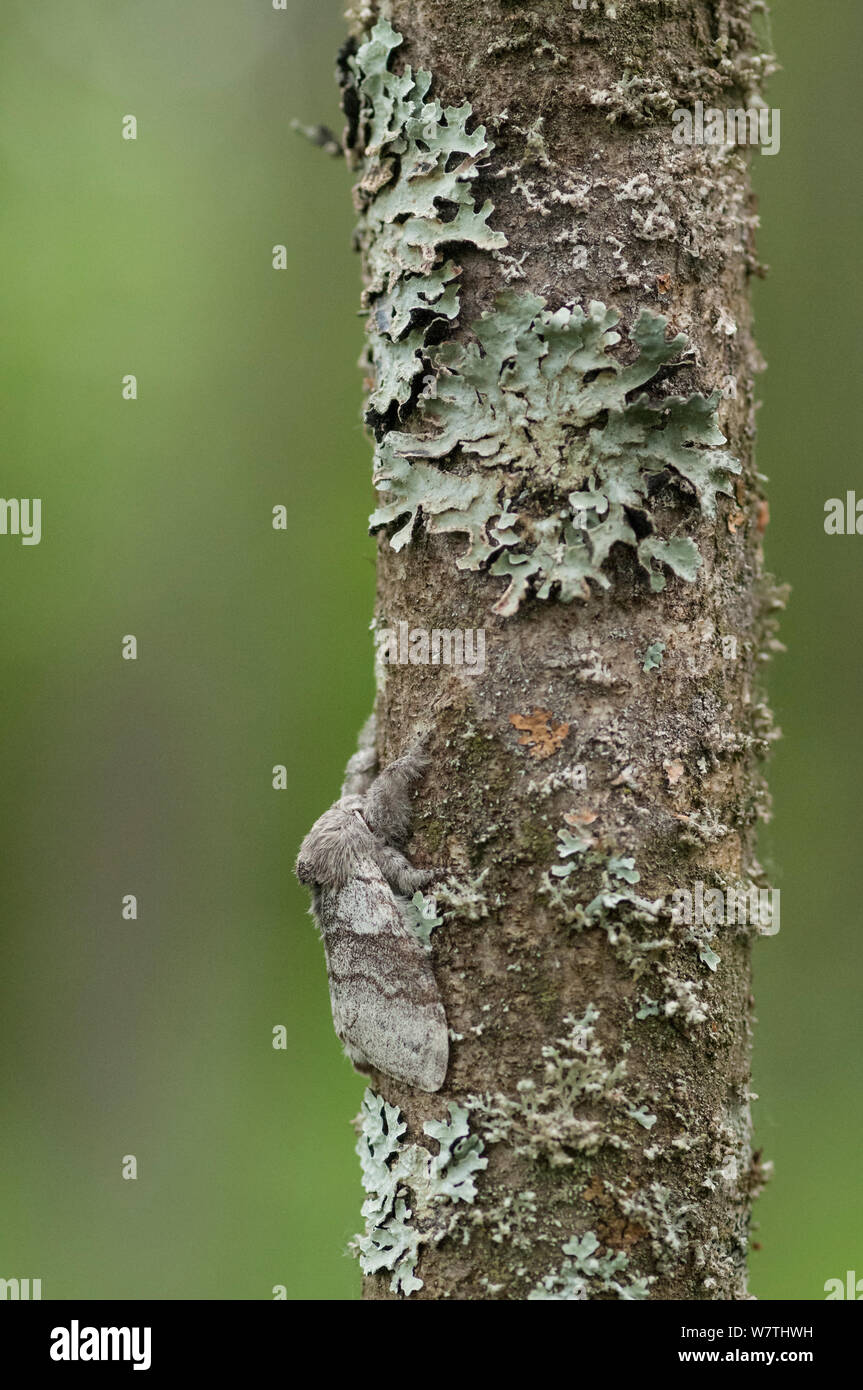 Pale Tussock (Calliteara pudibunda) männliche Motte auf Baumstamm unter Flechten getarnt ruhend, Südkarelien, Südfinnland, August. Stockfoto