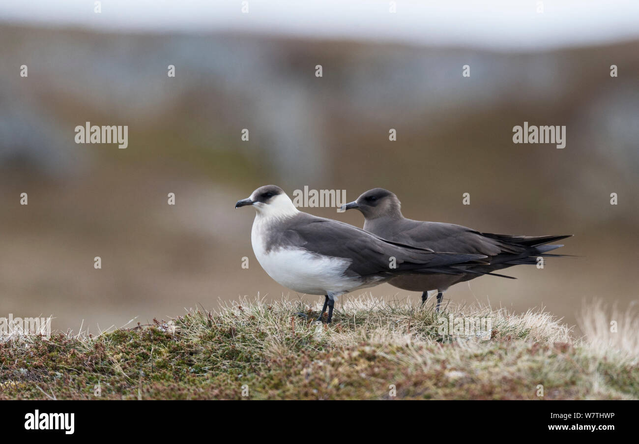 Schmarotzerraubmöwe (Eulen parasiticus) helle und dunkle Formen, Norwegen, Juni. Stockfoto