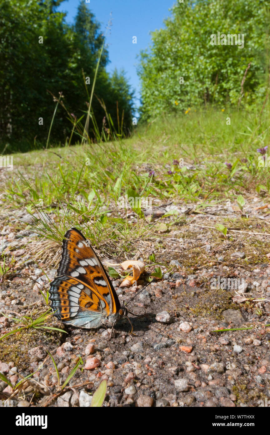 Pappel Admiral Schmetterling (Limenitis populi) Männliche puddling auf Road, Central Finland, Juli. Stockfoto