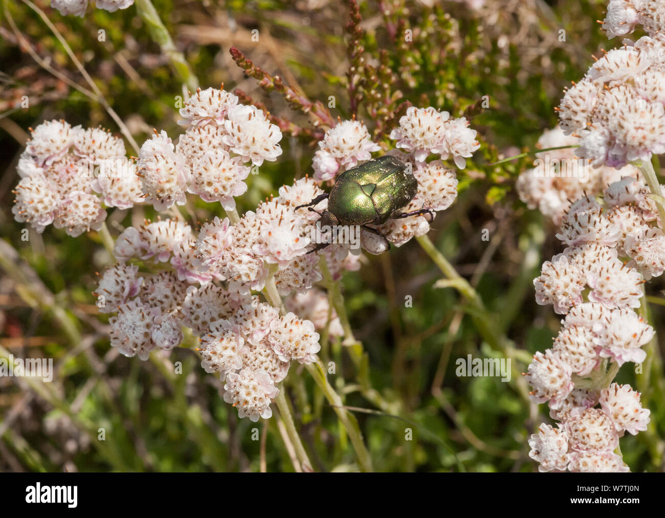 Rose - Käfer (Protaetia cuprea) auf den Ewigen (Antennaria dioica) Norden Finnlands, Juni. Stockfoto
