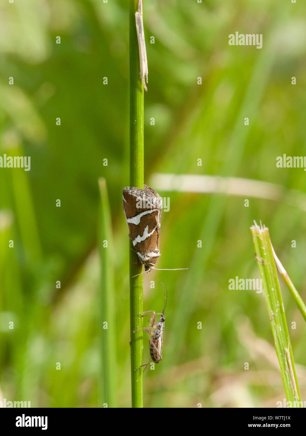 Silber gesperrt Motte (Deltote bankiana) auf Schaft, Südfinnland, Juni. Stockfoto