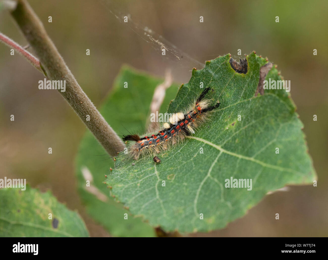 Rusty Tussock Motte (Orgyia antiqua) Caterpillar, im Südwesten von Finnland, Juli. Stockfoto