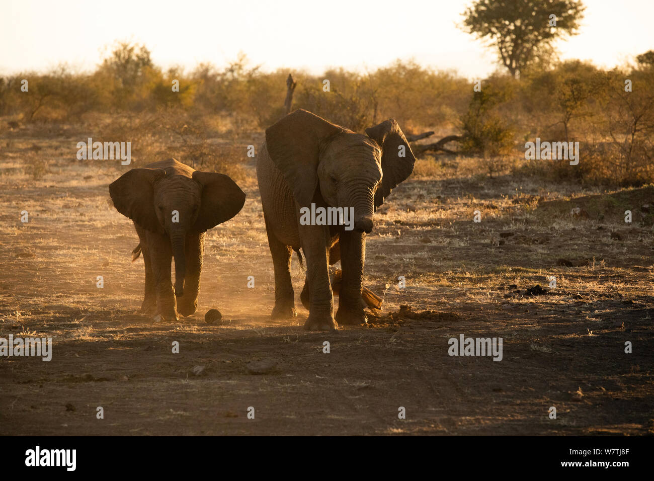 Verspielte Elefanten Babys gehen in die Goldenen Stunden Südafrika Stockfoto