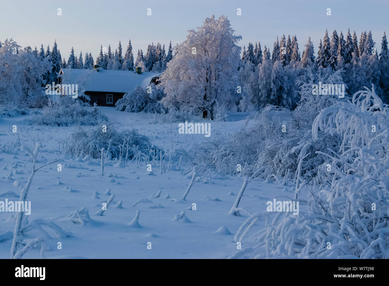 Haus in verschneiten Kiefernwald, Mittelfinnland, Januar 2004. Stockfoto