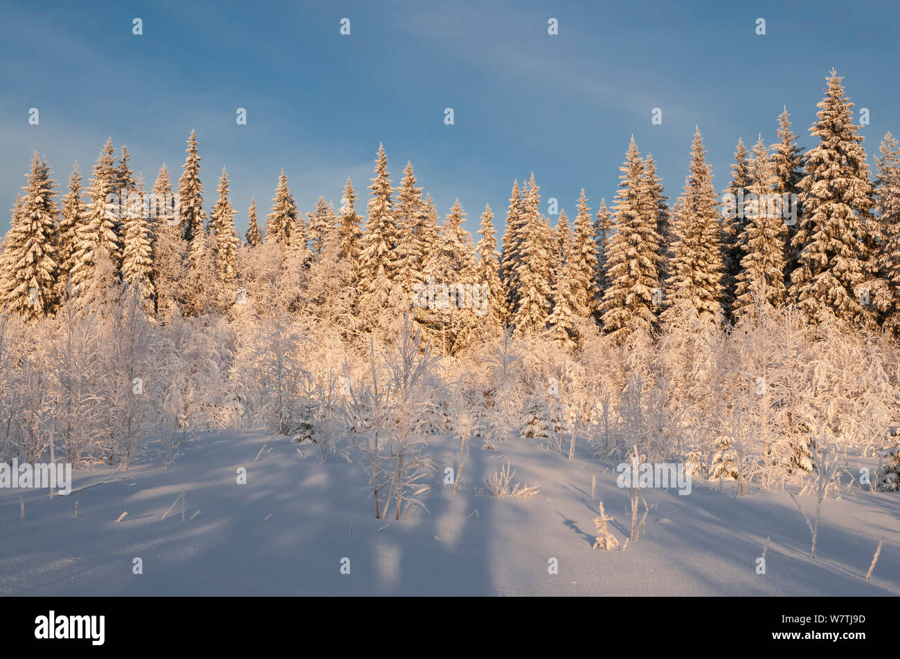 Nadelwald in Winter, Mittelfinnland, Januar. Stockfoto